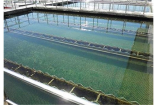 水樣檢測(cè)時(shí)，氨氮為什么常常大于總氮？